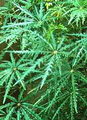 False Aralia
